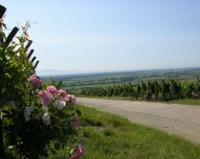 Roseraie et Grand Cru Hatschbourg Hattstatt Voegtlinshoffen Roseraie et Grand Cru Hatschbourg Hattstatt Voegtlinshoffen