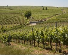 Vignoble du Bildstoeckle Obermorschwihr