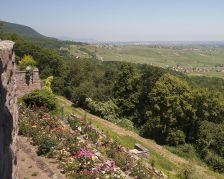 Vignoble et Spiritualité Pfaffenheim Gueberschwihr Vignoble et Spiritualité Pfaffenheim Gueberschwihr
